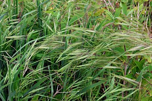 Anisantha diandra Great Brome