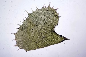 Spotty Featherwort: Plagiochila punctata