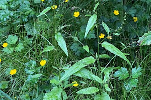 Wood Dock: Rumex sanguineus