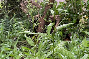 Wood Dock: Rumex sanguineus