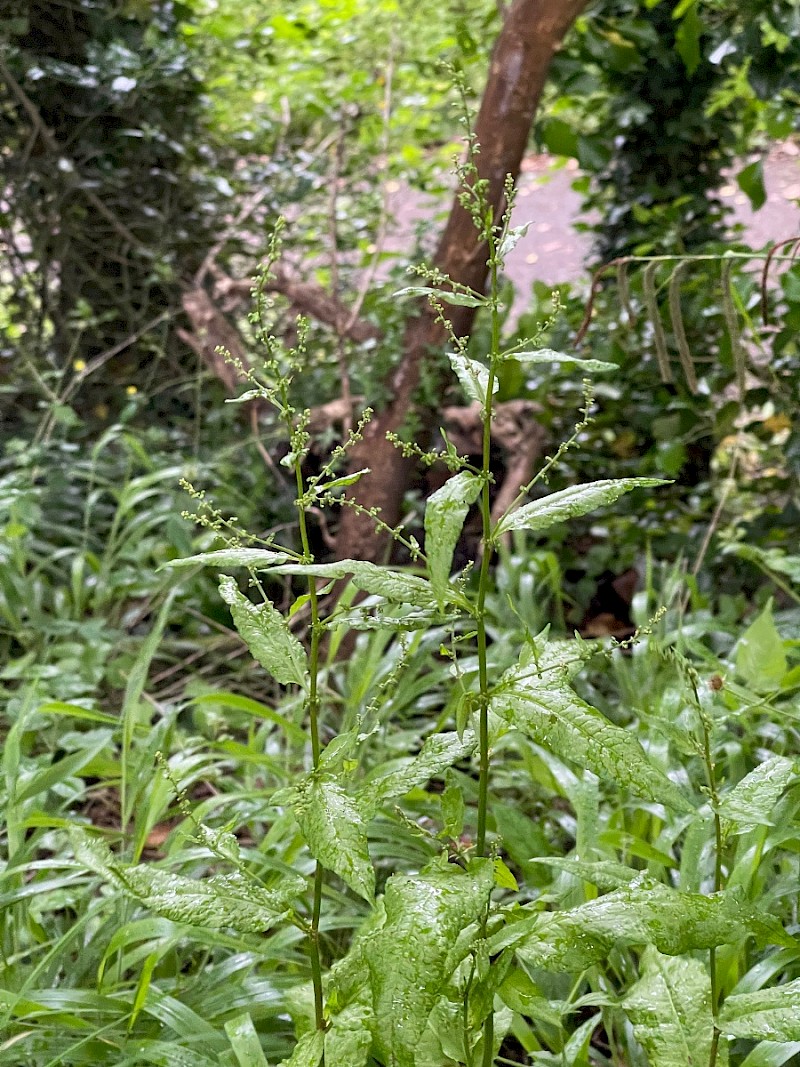 Rumex sanguineus - © Charles Hipkin