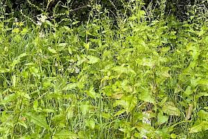 Wood Dock: Rumex sanguineus