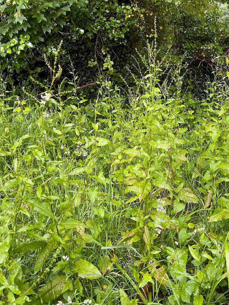 Rumex sanguineus - © Charles Hipkin