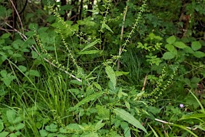 Wood Dock: Rumex sanguineus