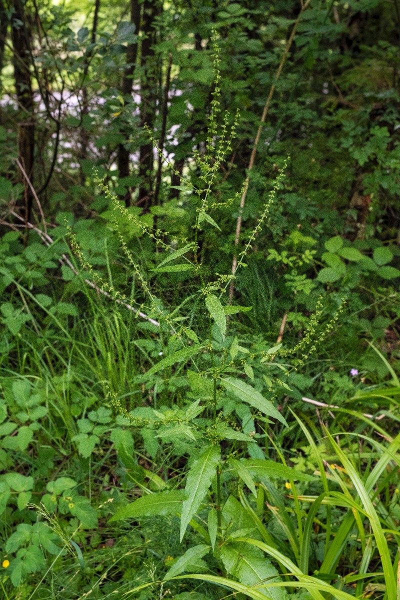 Rumex sanguineus - © Charles Hipkin