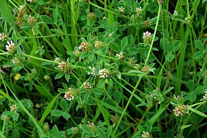 Knotted Clover: Trifolium striatum