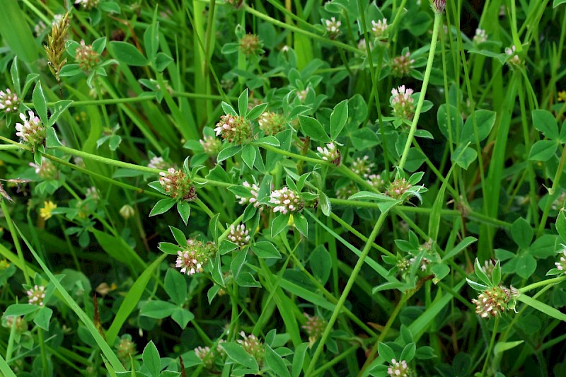 Trifolium striatum - © Charles Hipkin