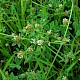 Trifolium striatum