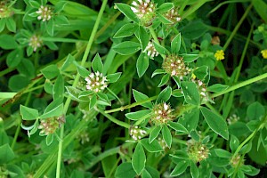 Knotted Clover: Trifolium striatum