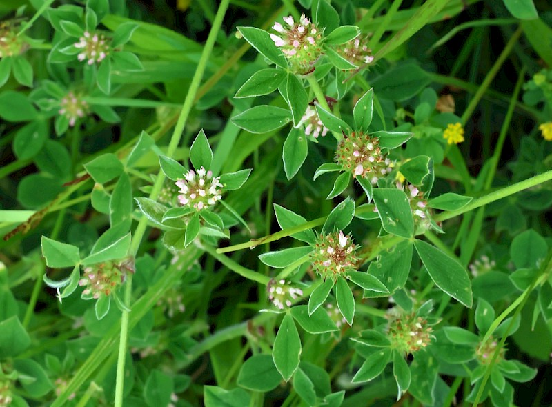 Trifolium striatum - © Charles Hipkin