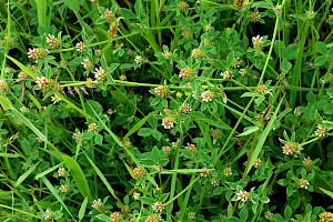 Knotted Clover: Trifolium striatum