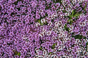 Wild Thyme: Thymus polytrichus