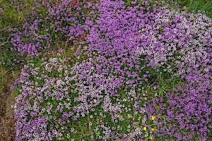 Wild Thyme: Thymus polytrichus