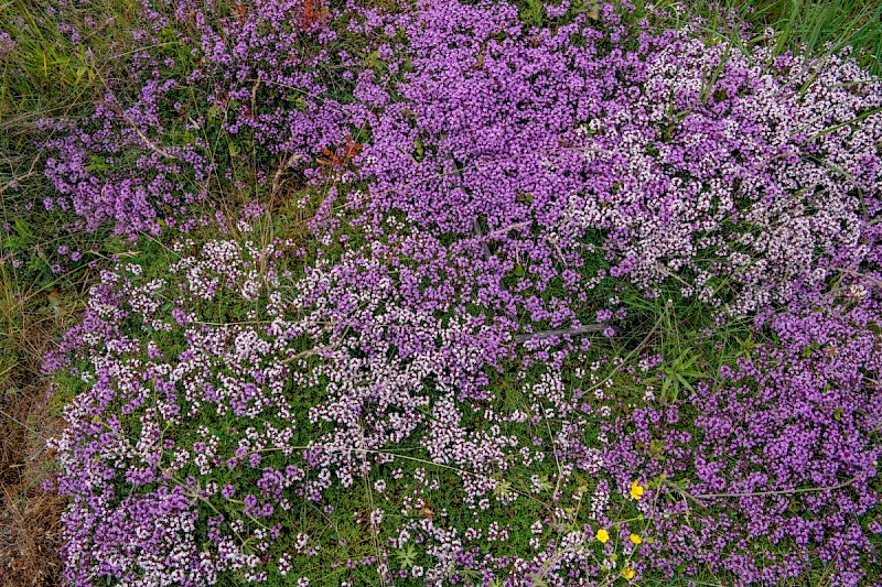 Thymus polytrichus - © Charles Hipkin