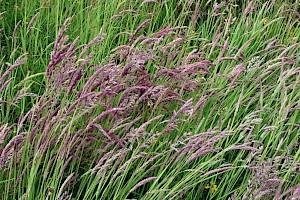 Yorkshire-fog: Holcus lanatus