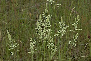 Yorkshire-fog: Holcus lanatus