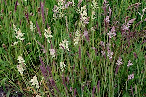 Yorkshire-fog: Holcus lanatus