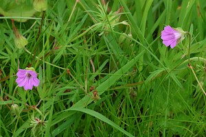 Long-stalked Crane's-bill: Geranium columbinum