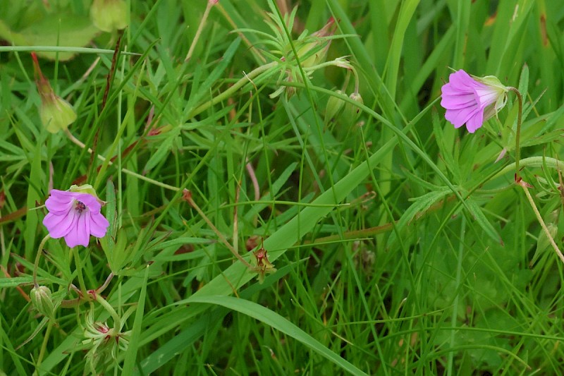 Geranium columbinum - © Charles Hipkin