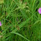 Geranium columbinum