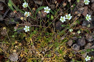 Heath Pearlwort: Sagina subulata