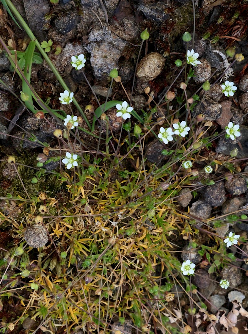 Sagina subulata - © Charles Hipkin