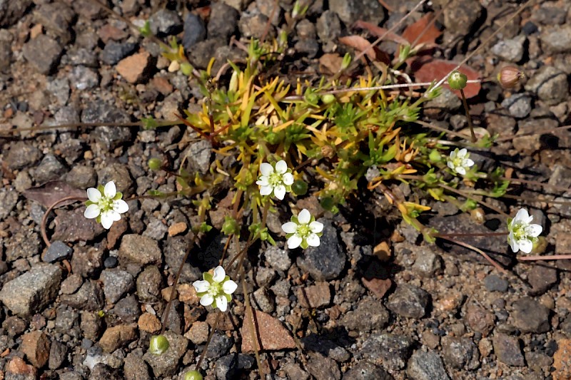 Sagina subulata - © Charles Hipkin