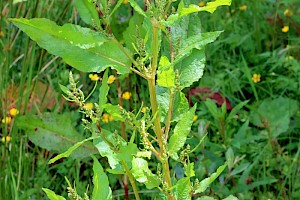 Broad-leaved Dock: Rumex obtusifolius