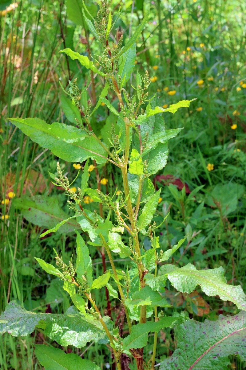 Rumex obtusifolius - © Charles Hipkin