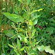 Rumex obtusifolius