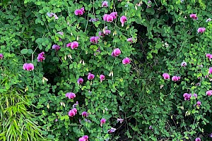 Fabaceae (Caesalpiniaceae)