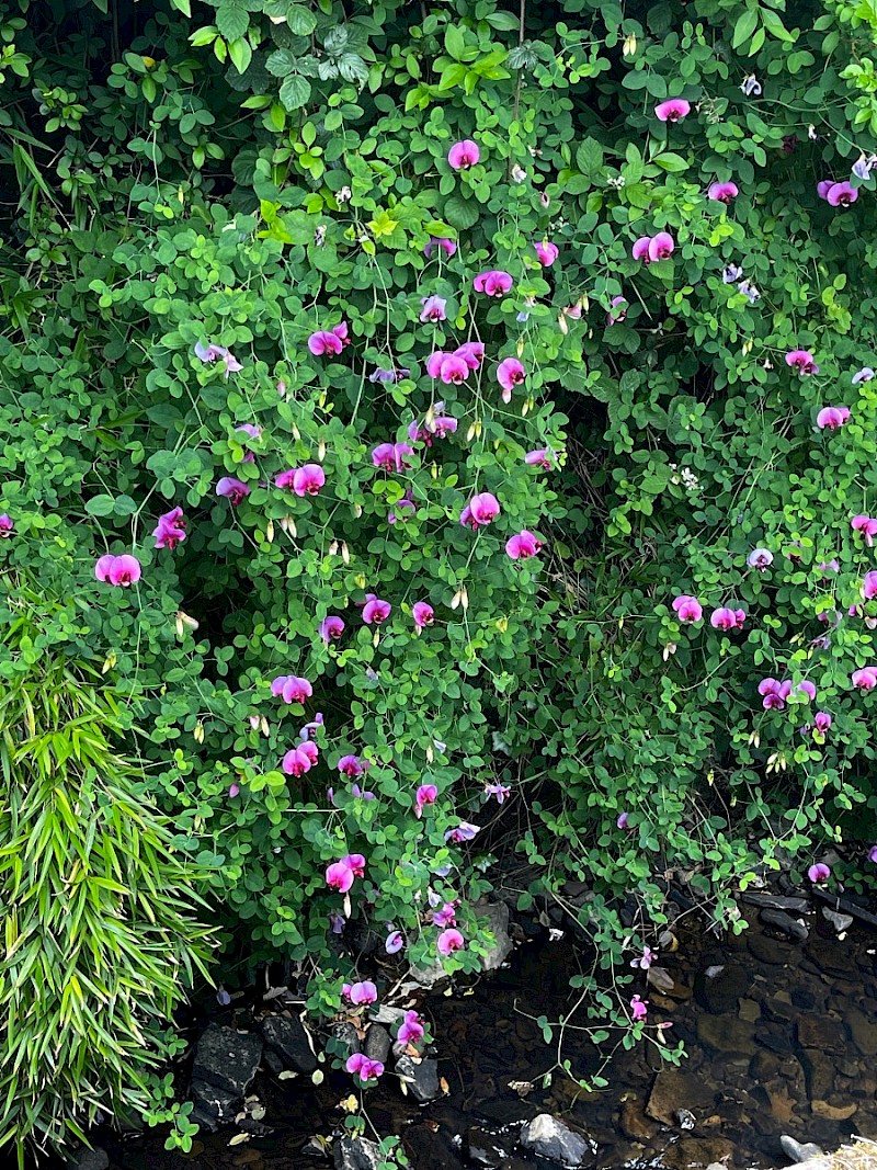 Lathyrus grandiflorus - © Charles Hipkin