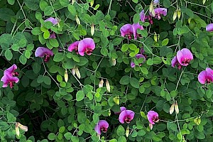 Two-flowered Everlasting-pea (Peavine): Lathyrus grandiflorus