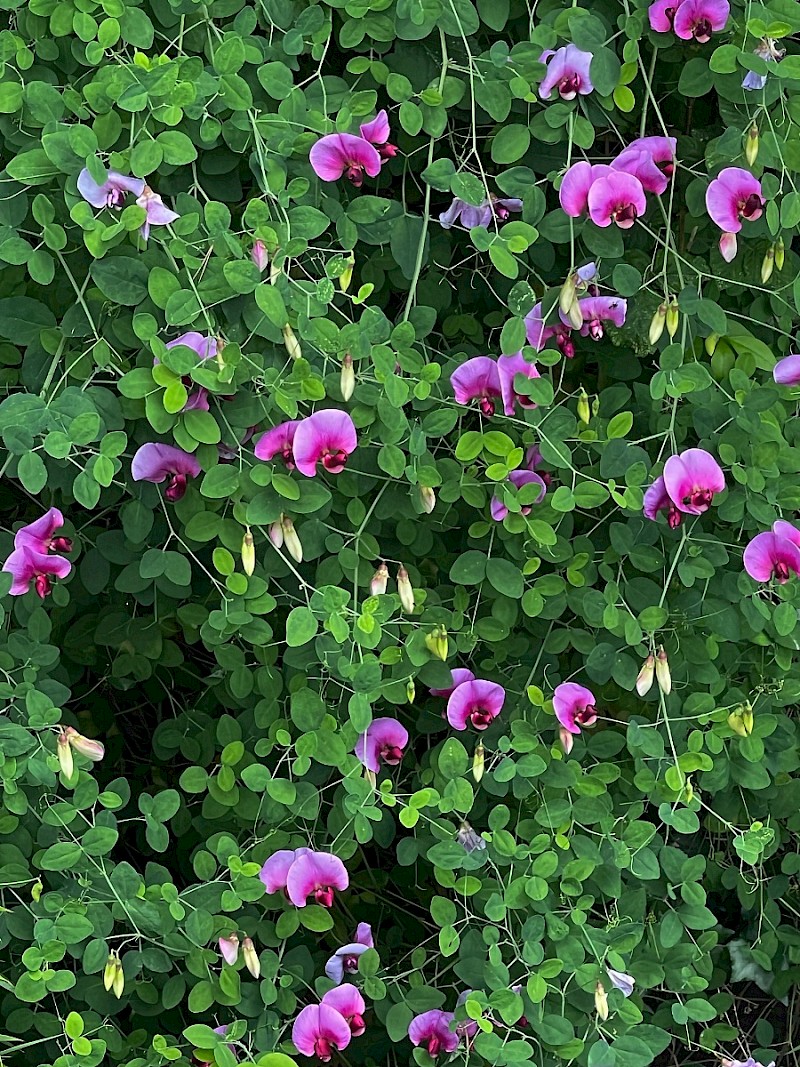 Lathyrus grandiflorus - © Charles Hipkin