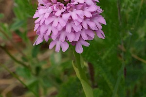 Pyramidal Orchid: Anacamptis pyramidalis