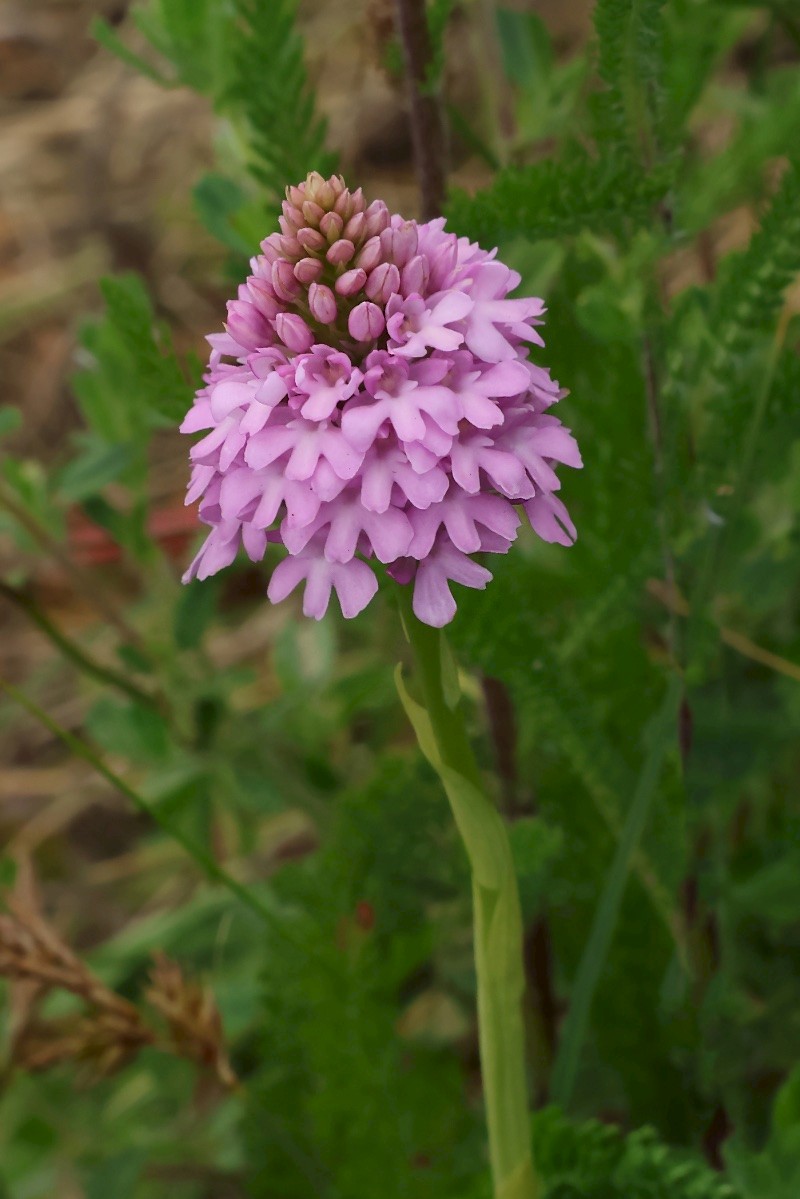 Anacamptis pyramidalis - © Charles Hipkin