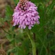 Anacamptis pyramidalis