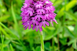 Pyramidal Orchid: Anacamptis pyramidalis