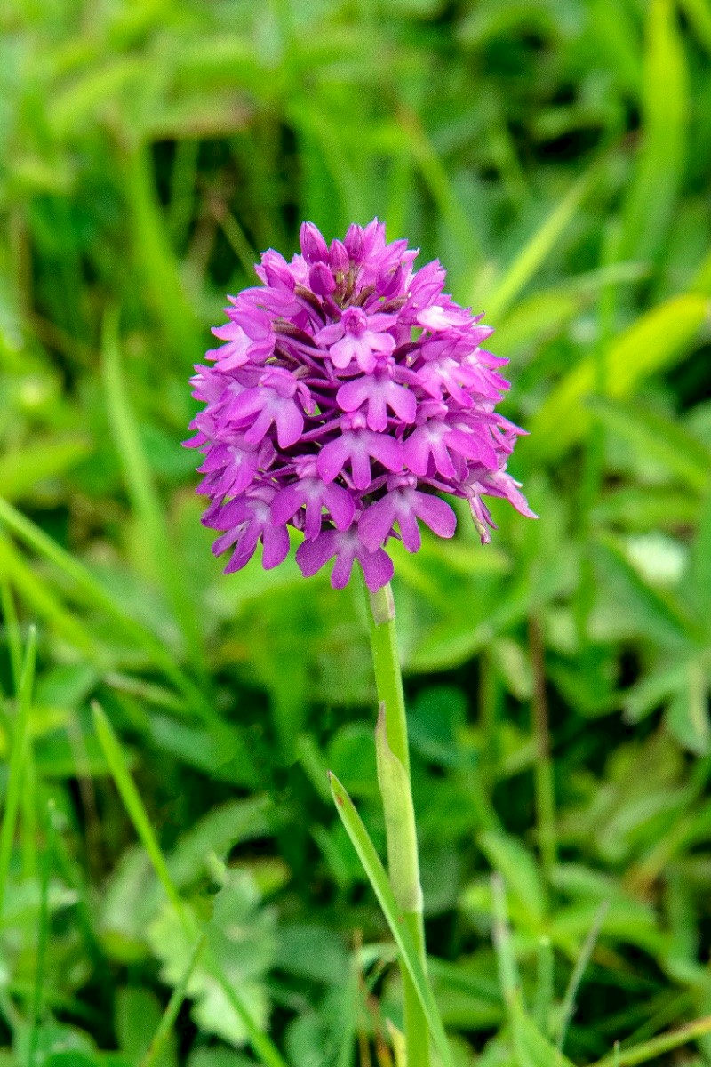 Anacamptis pyramidalis - © Charles Hipkin