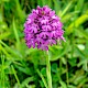 Anacamptis pyramidalis