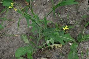 Eastern Rocket: Sisymbrium orientale