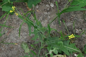 Eastern Rocket: Sisymbrium orientale