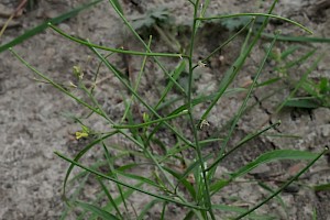 Eastern Rocket: Sisymbrium orientale