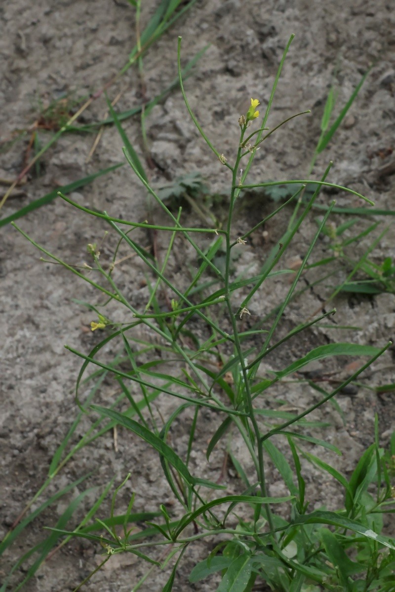 Sisymbrium orientale - © Charles Hipkin