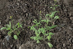 Eastern Rocket: Sisymbrium orientale