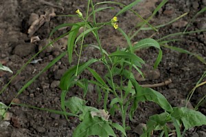 Eastern Rocket: Sisymbrium orientale