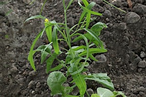 Eastern Rocket: Sisymbrium orientale