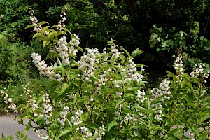 Deutzia: Deutzia scabra