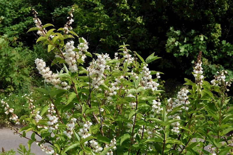 Deutzia scabra - © Charles Hipkin