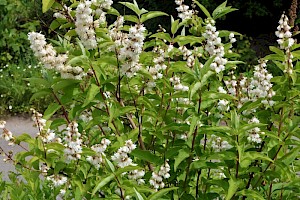 Deutzia: Deutzia scabra